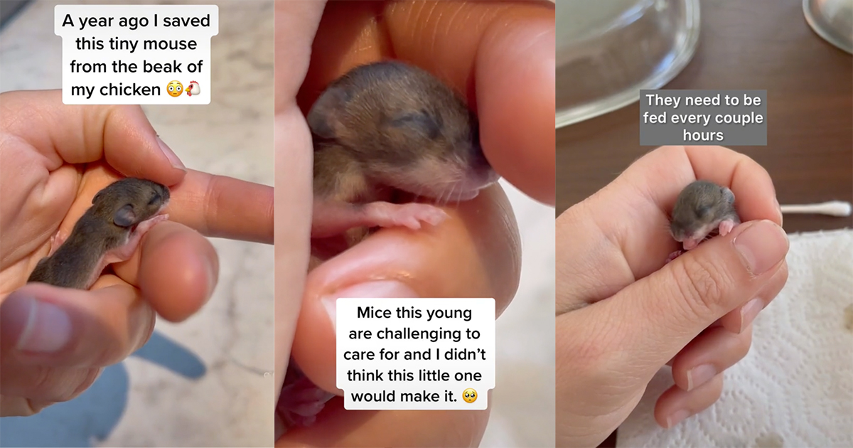 newborn mouse