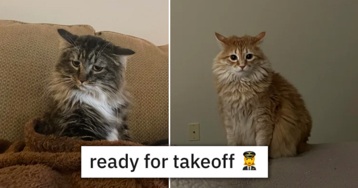 Airplane Ears And 16 Captain Cats That Are Ready For TakeOff I Can