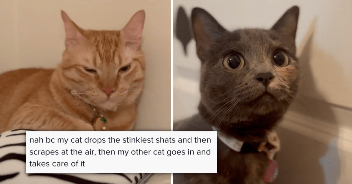 Orange Cat Doesn't Flush After He Goes Number Two So His Sister Does It ...