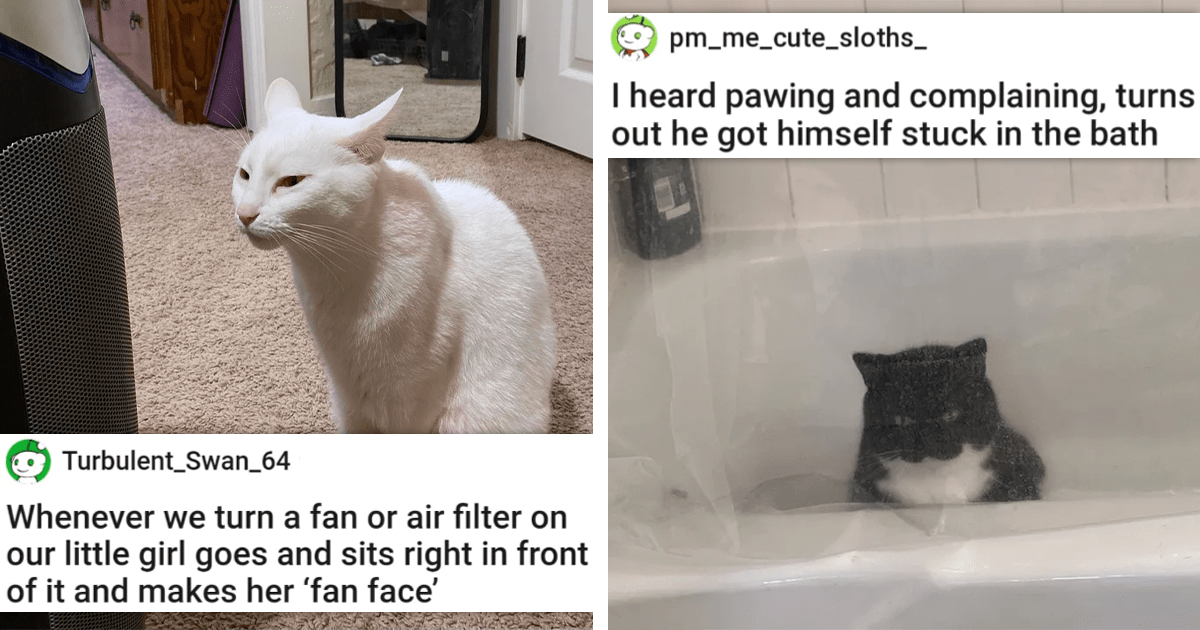 20 Awwdorably Silly Cats Who Are Totally Relatable Doofuses - I Can Has ...