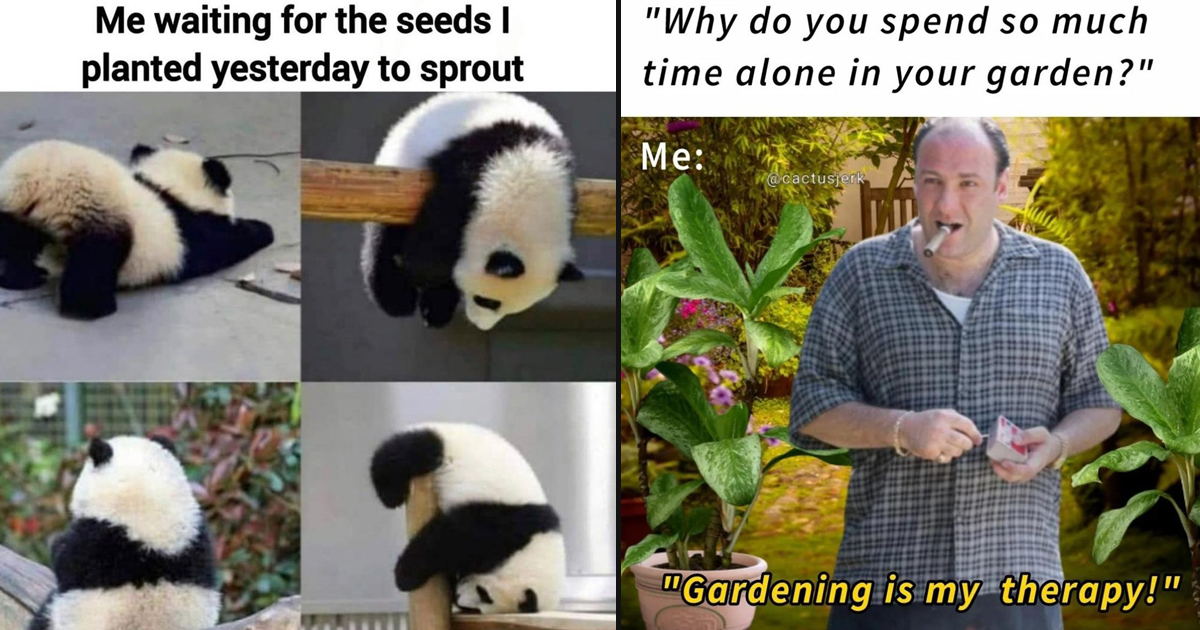 A Lush Bunch of Plant Memes For Houseplant Enthusiasts - Memebase - Funny  Memes
