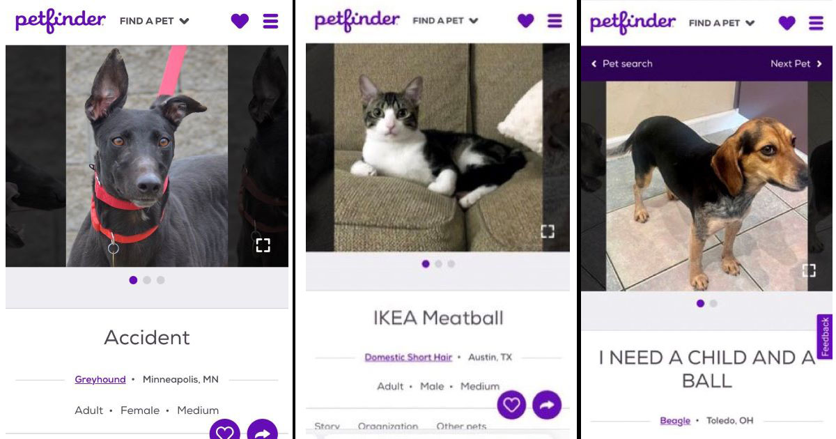 15 Absurd Pet Names That It's Hard To Believe Are Real Memebase