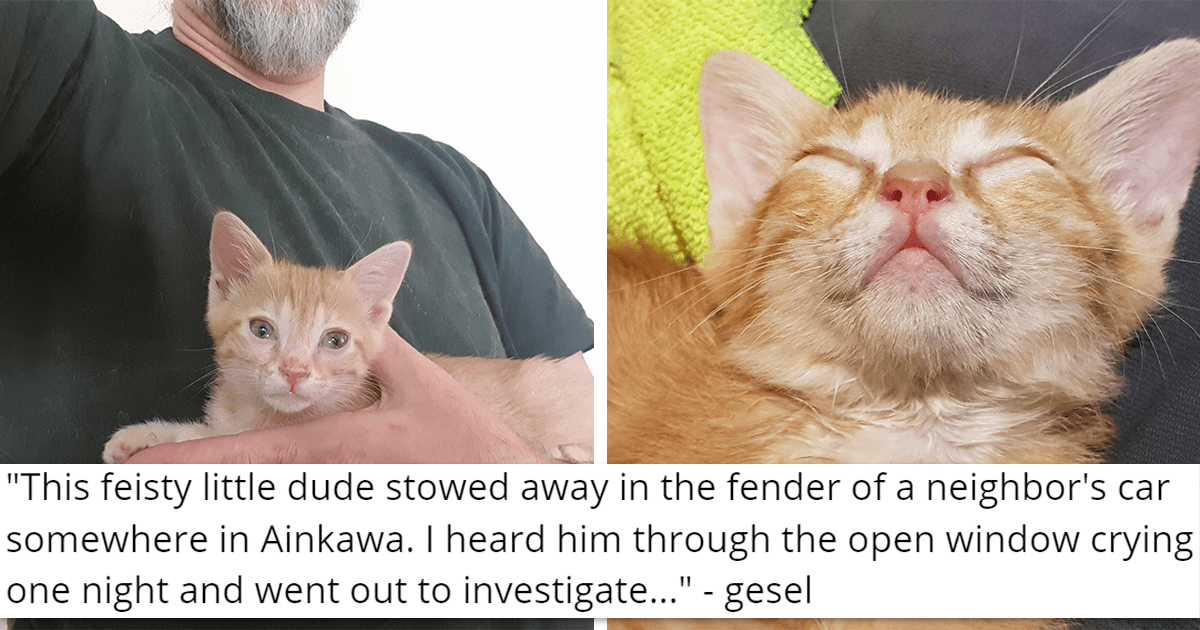 Feisty Kitten That Was Stuck Inside A Car Cried Out For Help For Days ...