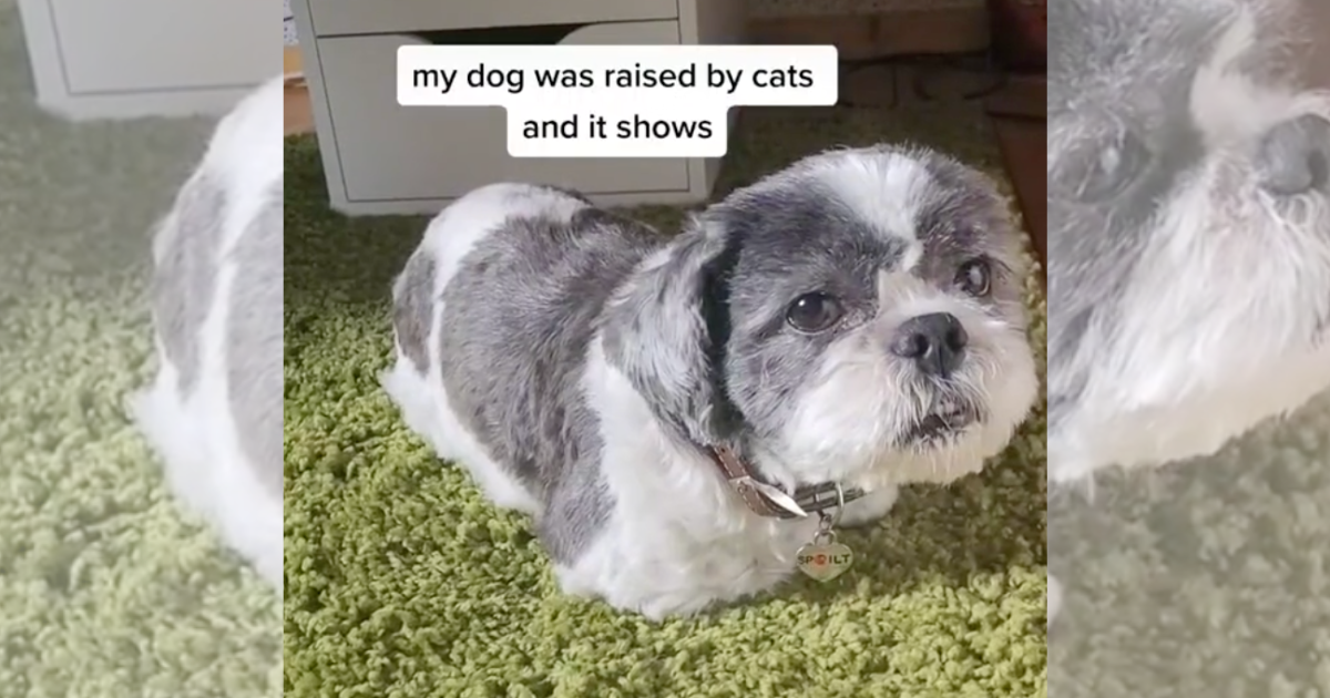 Doggo Was Raised By Cats And It Shows Because He Sits Like A Loaf When