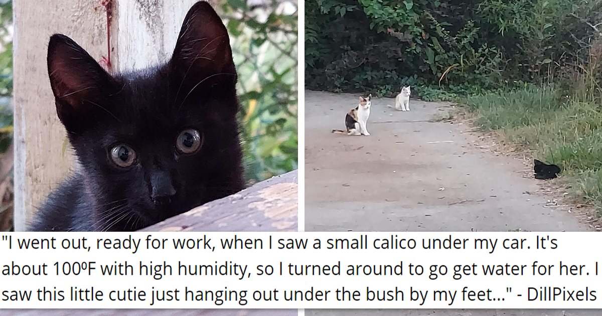 Person Helps Out One Kitten, Kitten Brings Her Whole Family Over And
