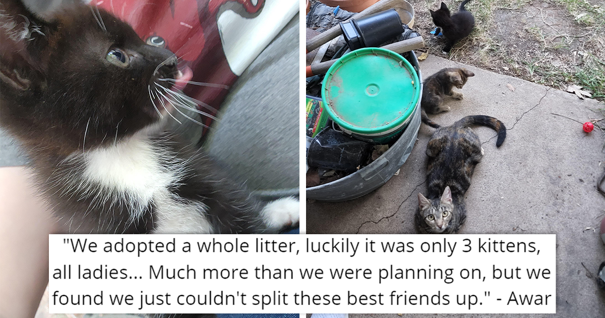 Family Adopts A Whole Litter Of Kittens, Shenanigans Immediately Ensue