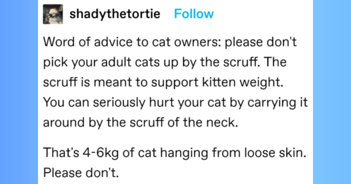 Tumblr Thread: Discussing Whether Adult Cats Should Be Lifted By The Scruff