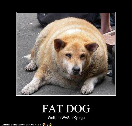 FAT DOG - Cheezburger - Funny Memes | Funny Pictures