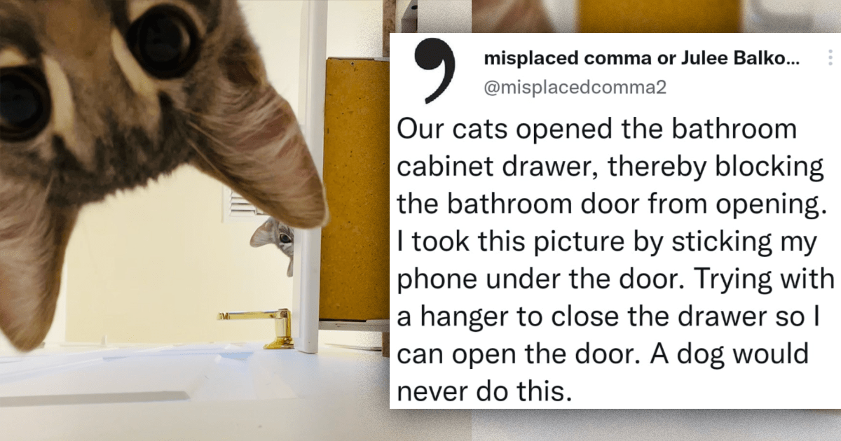 Cat opens clearance bathroom door