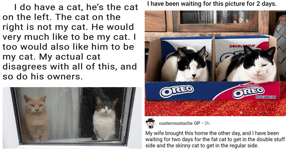 kitty & cat posts / memes