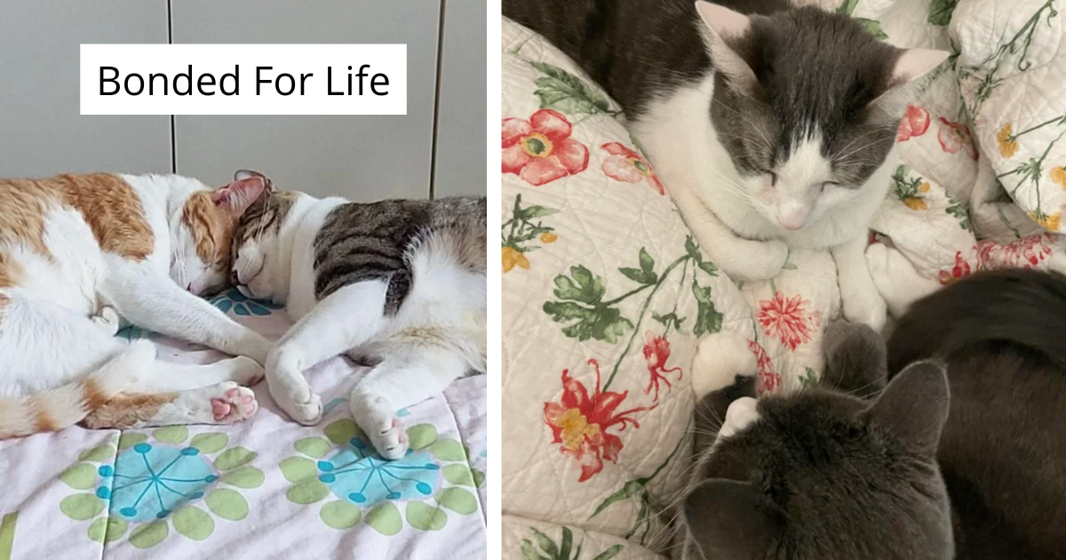 15 Pairs Of Bonded Cats That Are Furrever Attached At The Hip - I Can ...