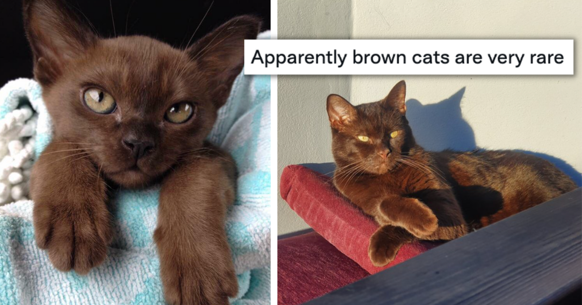 A Big Brown Collection Of Cat People Showcasing Their Rare Havana