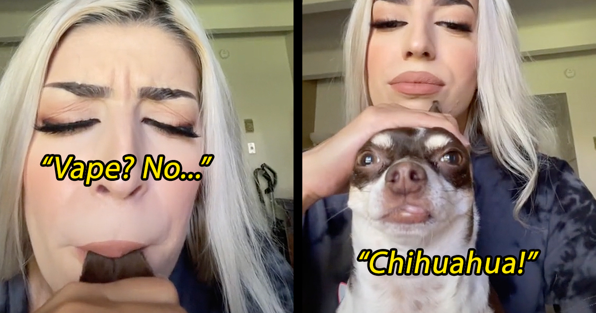 Vape No Chihuahua Tiktokers Show Off Their Addictively Adorable Chihuahuas In New Viral 