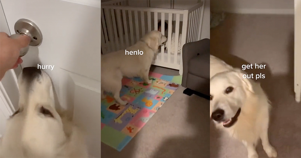 Sweet Taco the Dog Gets Excited to Greet His Human Baby Every Single ...