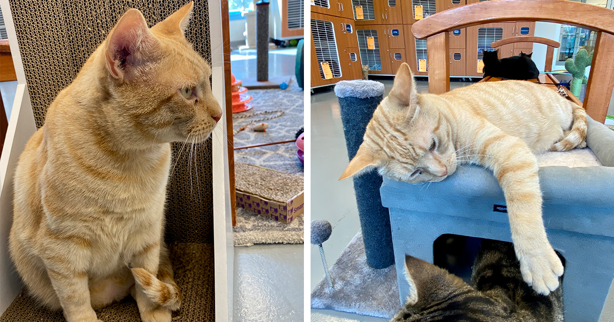 Rescued Cat Whose Elderly Owners Couldn't Take Care Of Anymore Is