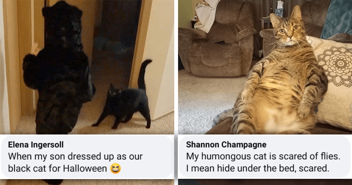 Totally Non-Scary Things That Have Inexplicably Spooked Our Cats ...