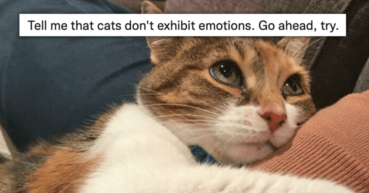 Photos Of Cats That Prove They Have Emotions: Twitter Thread - I Can ...