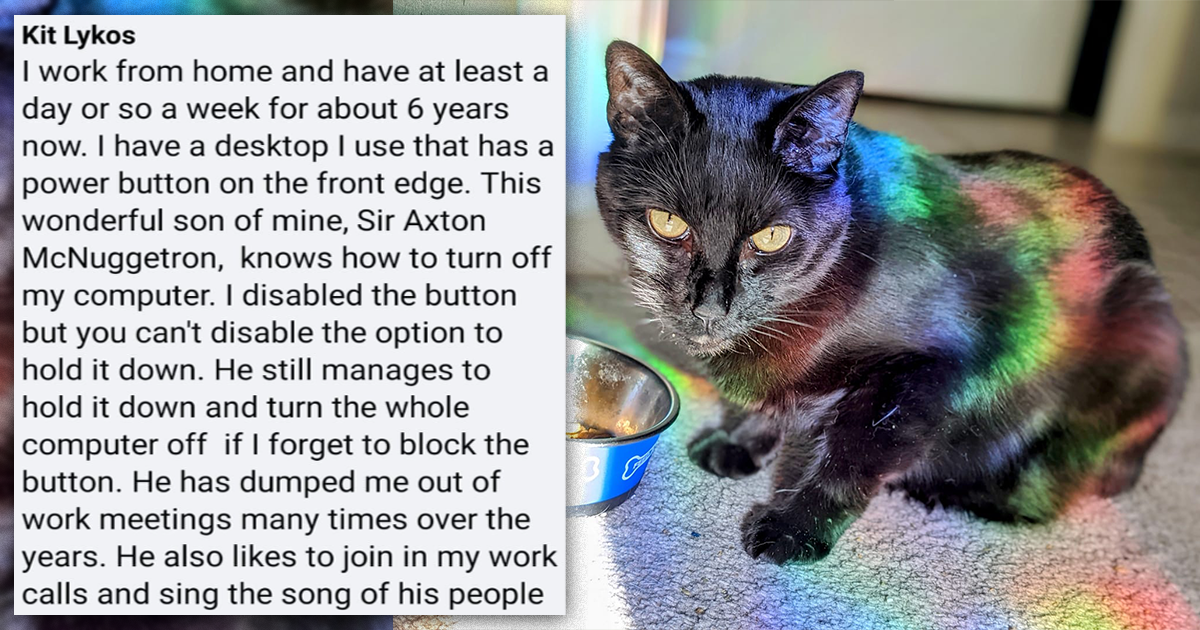 Little Kitty Cat Rascals Embarrassing Their Humans At The Worst Moments