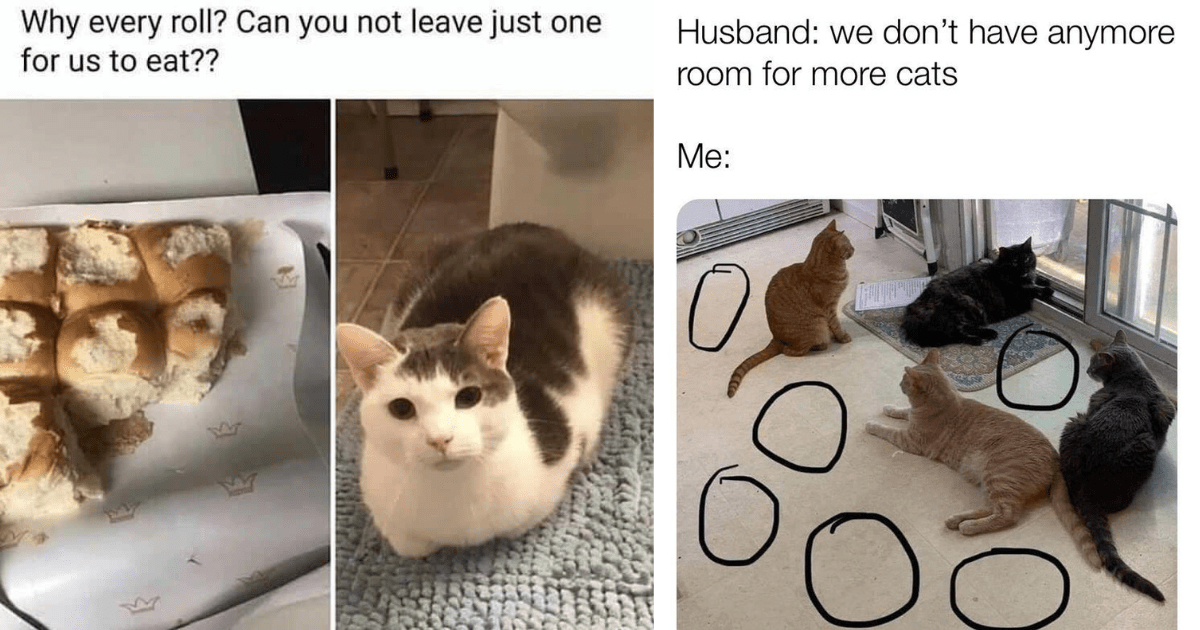 Friday Funnies: Wholesome Cat Memes To Help You Get Through The Last ...