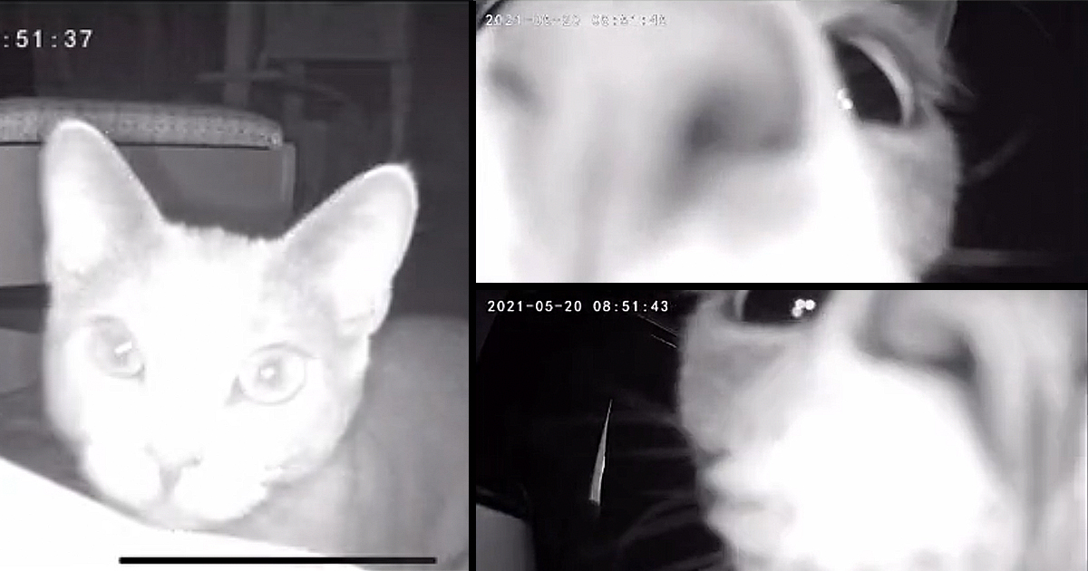 Cat security sale camera