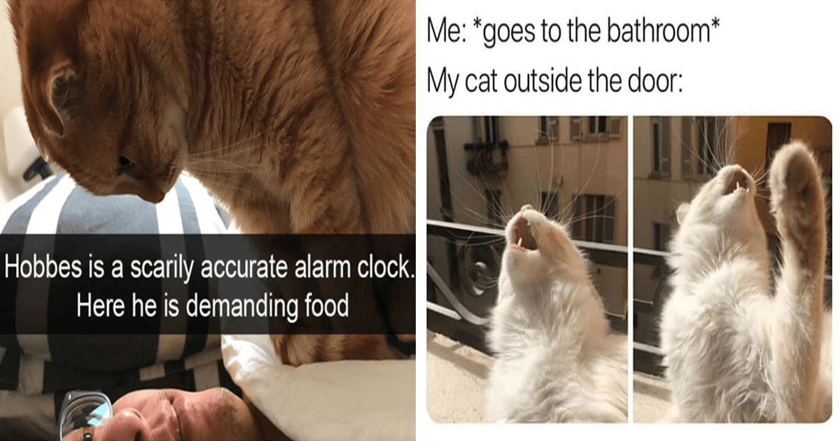 Funny Cat Memes That Purrfectly Capture How Weird Yet Loveable Cats Are ...