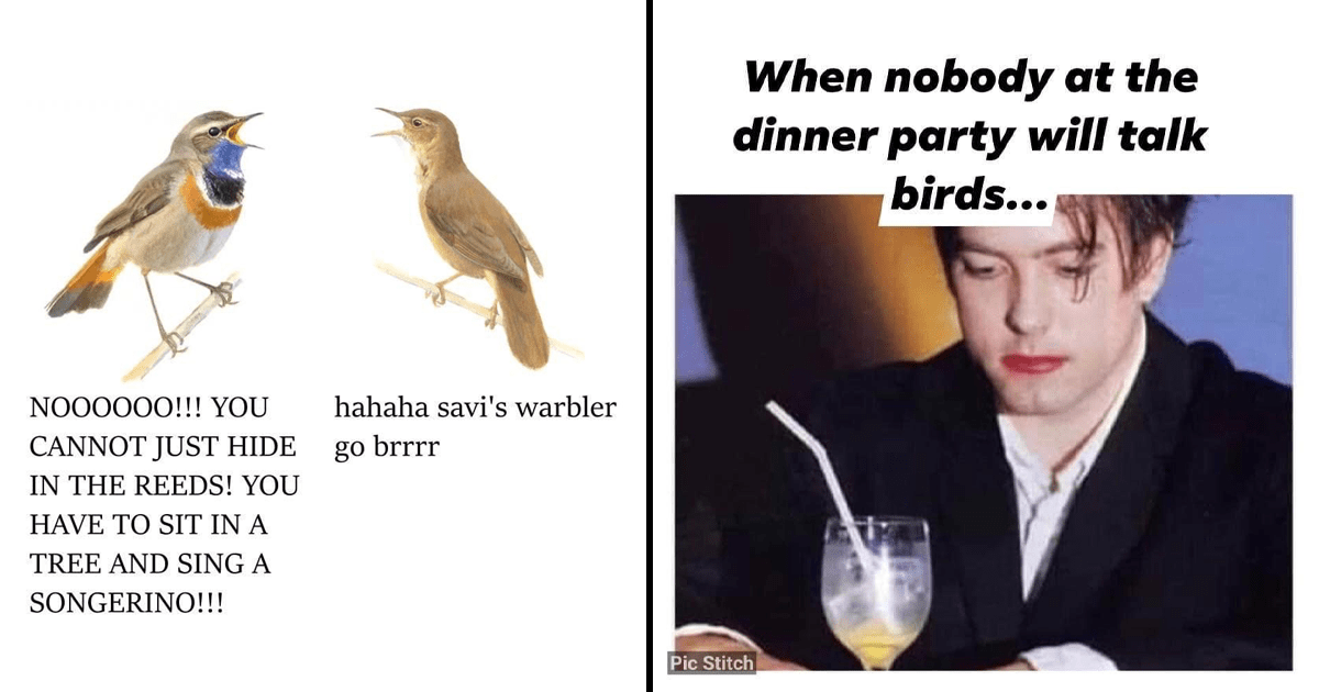 Funny meme I found this morning : r/birding