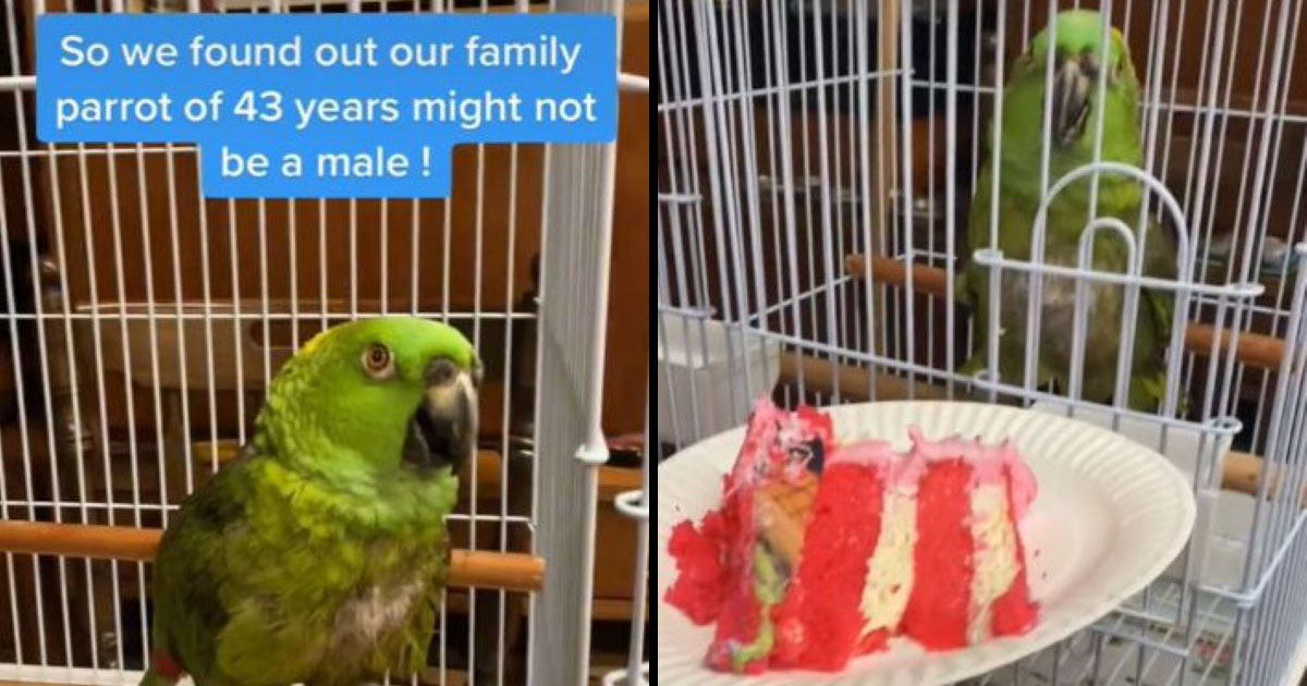 Wholesome Family Hosts Gender Reveal Party For 43-Year-Old Parrot