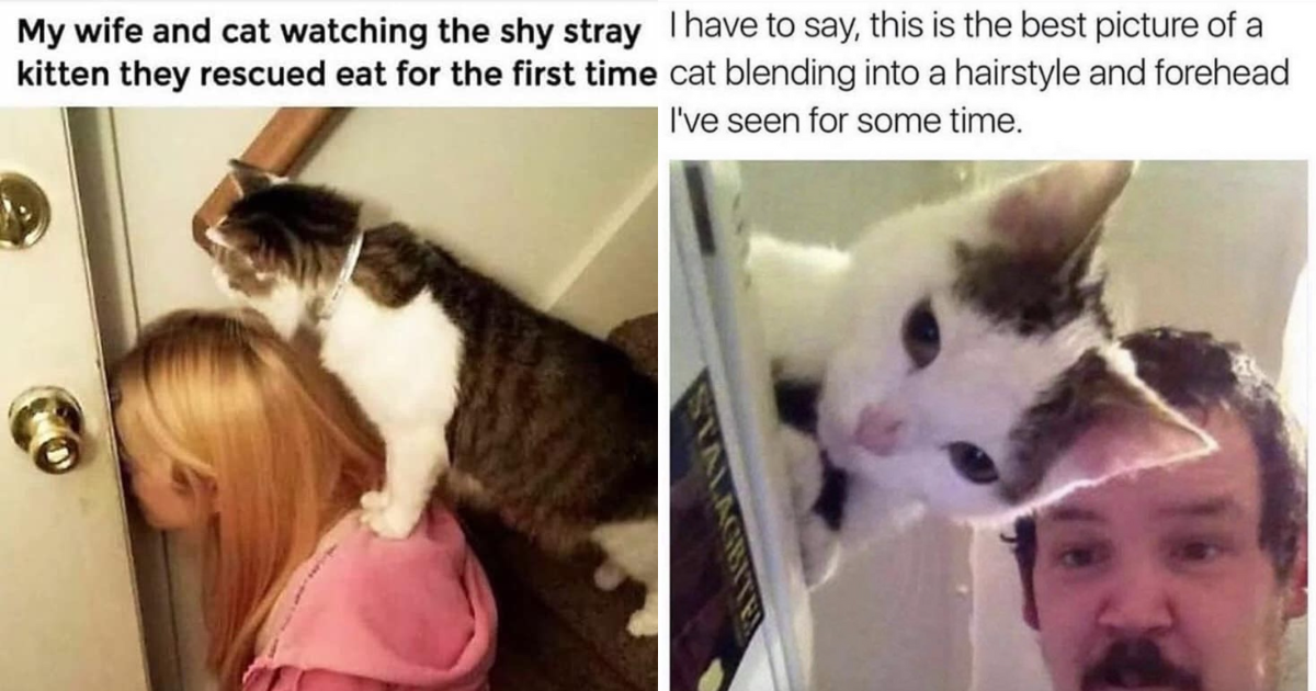 Let's Spread Some Pawsitivity With Wholesome Cat Memes For A Better Day ...