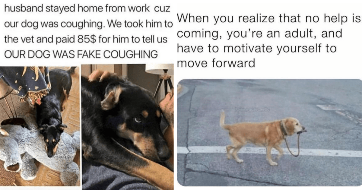 Stop And Smell The Funnies: Relatable Doggo Memes To Get You Through ...