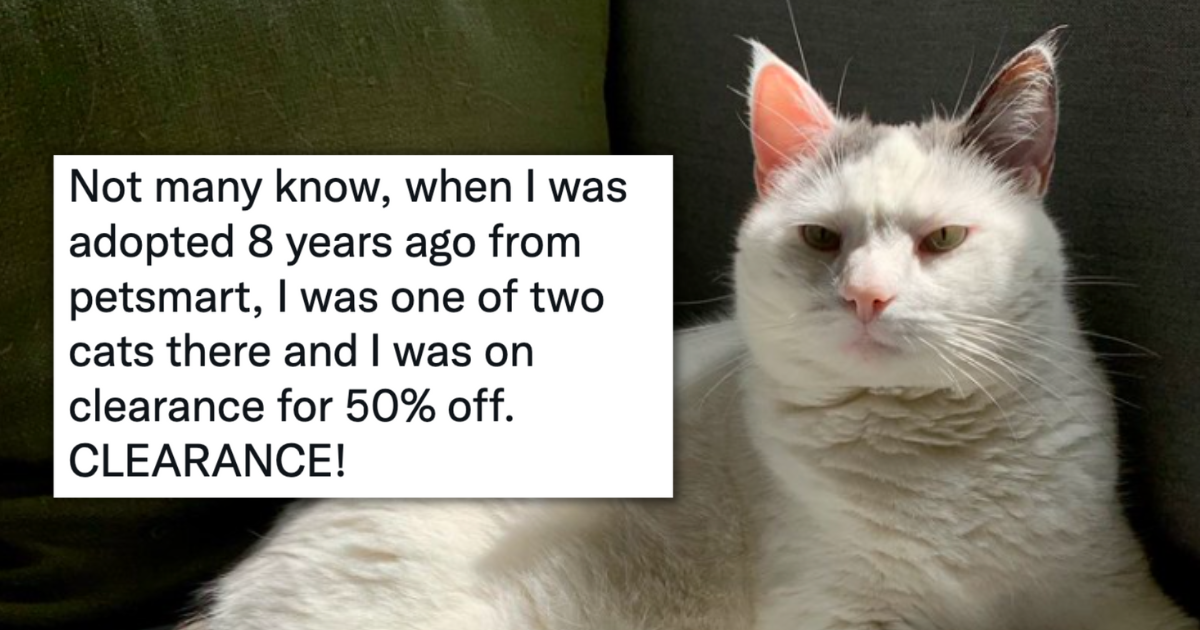 People Show Pictures Of Their PetSmart Cats That Cost Them Almost