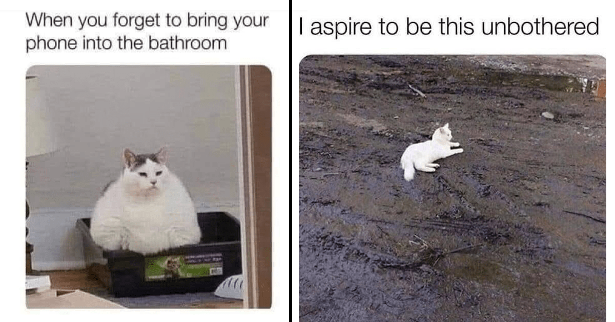 A Cluster of Cat Memes, Whiskers and All - Memebase - Funny Memes