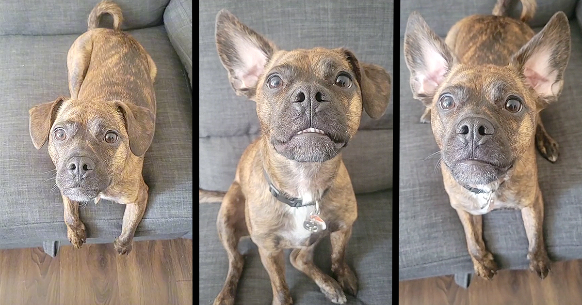 https://i.chzbgr.com/original/17584389/hFE82B11E/of-the-week-smol-french-bulldogterrier-mix-with-bark-activated-ears-has-the-internet-going-crazy