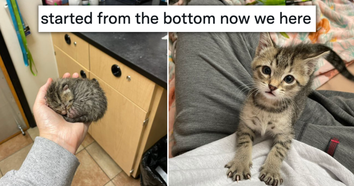 20 Pictures Of Cats That Started From The Bottom (Streets) But Made It ...