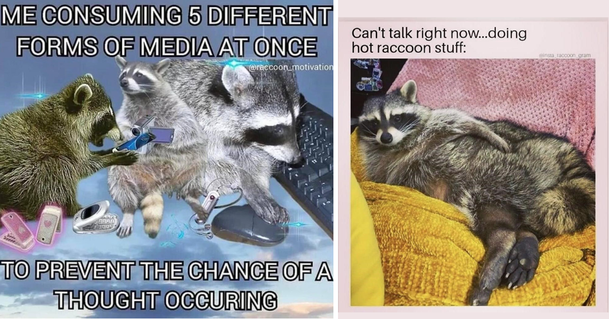 Chaotic Raccoon Memes And Funny Pictures For People Who Love To
