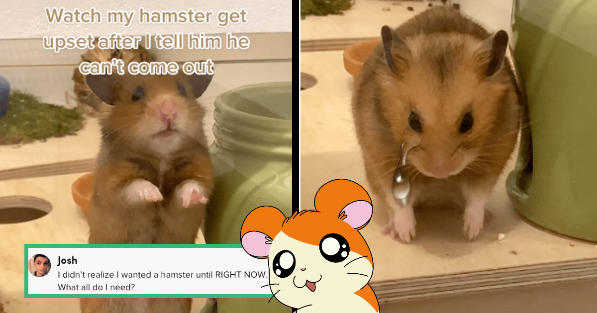 Life Of My Famous Hamster! 