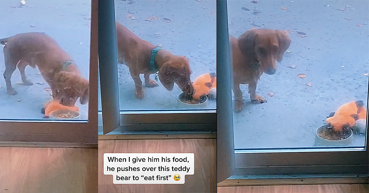 https://i.chzbgr.com/original/1760775/hAA5AD295/cute-dachshund-dog-adorably-tries-to-feed-his-toy