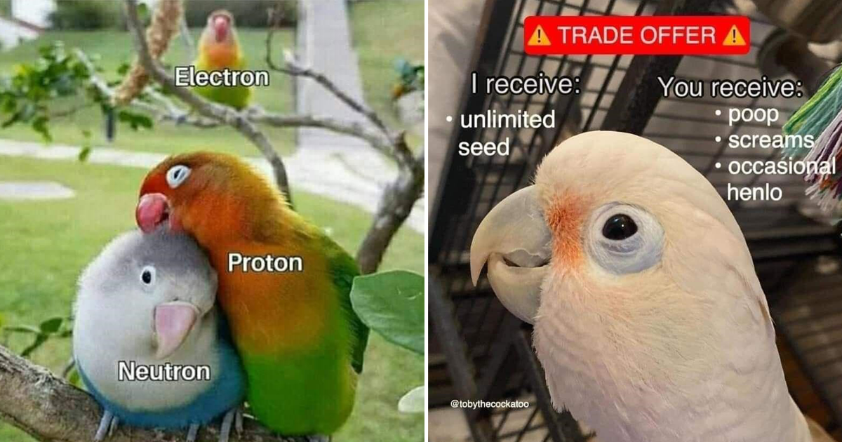 Avian Memes For Bird Lovers With a Sense of Humor - Memebase - Funny Memes