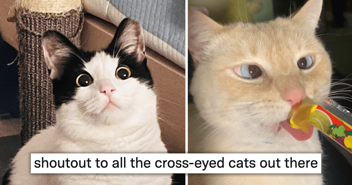 cats reaction to cross｜TikTok Search