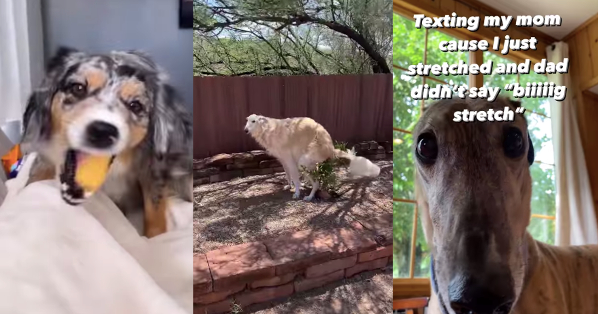 Funniest Dog Videos for People Who Love Extra Challenged Pets (August 9,  2022) - Animal Comedy - Animal Comedy, funny animals, animal gifs