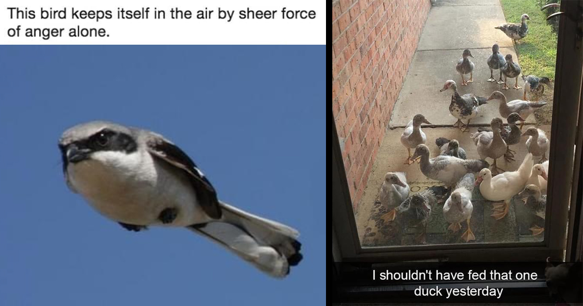 A Gaggle of Boisterous Bird Memes for Silly Gooses Animal Comedy