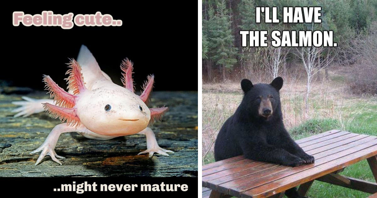 Memebase - axolotl - All Your Memes In Our Base - Funny Memes - Cheezburger