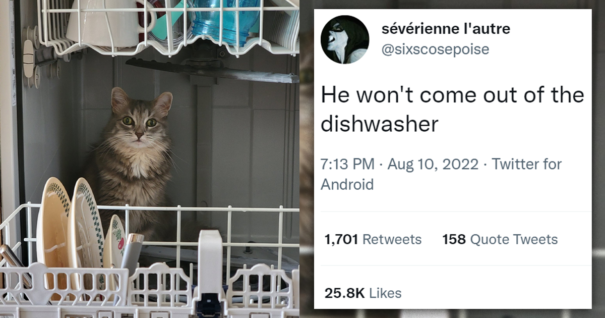 Apparently, Some Cats Have An Unexpectedly Weird Obsession With