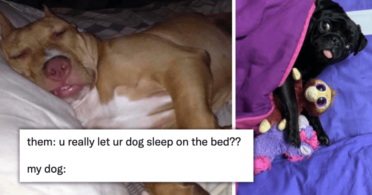 22 Passed Out Doggos That Are Allowed Up On The Bed - Animal Comedy ...