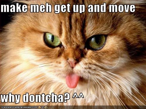 Make Meh Get Up And Move Why Dontcha Cheezburger Funny Memes Funny Pictures