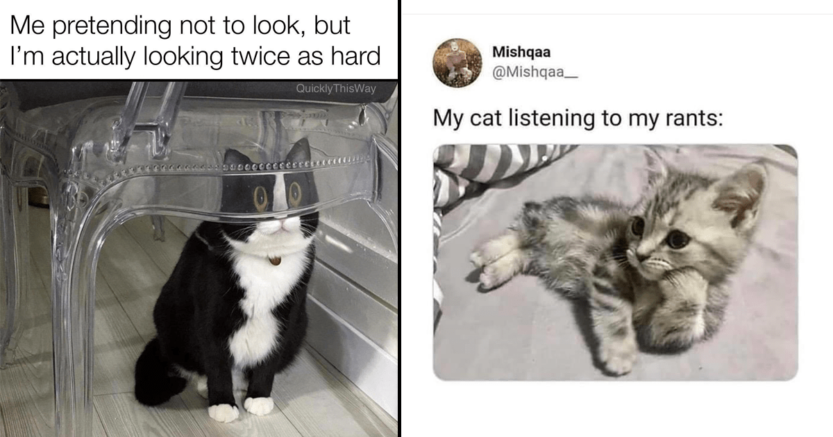 Tremendous Kitty Cat Memes for a Dose of Feline Funny - Memebase - Funny  Memes