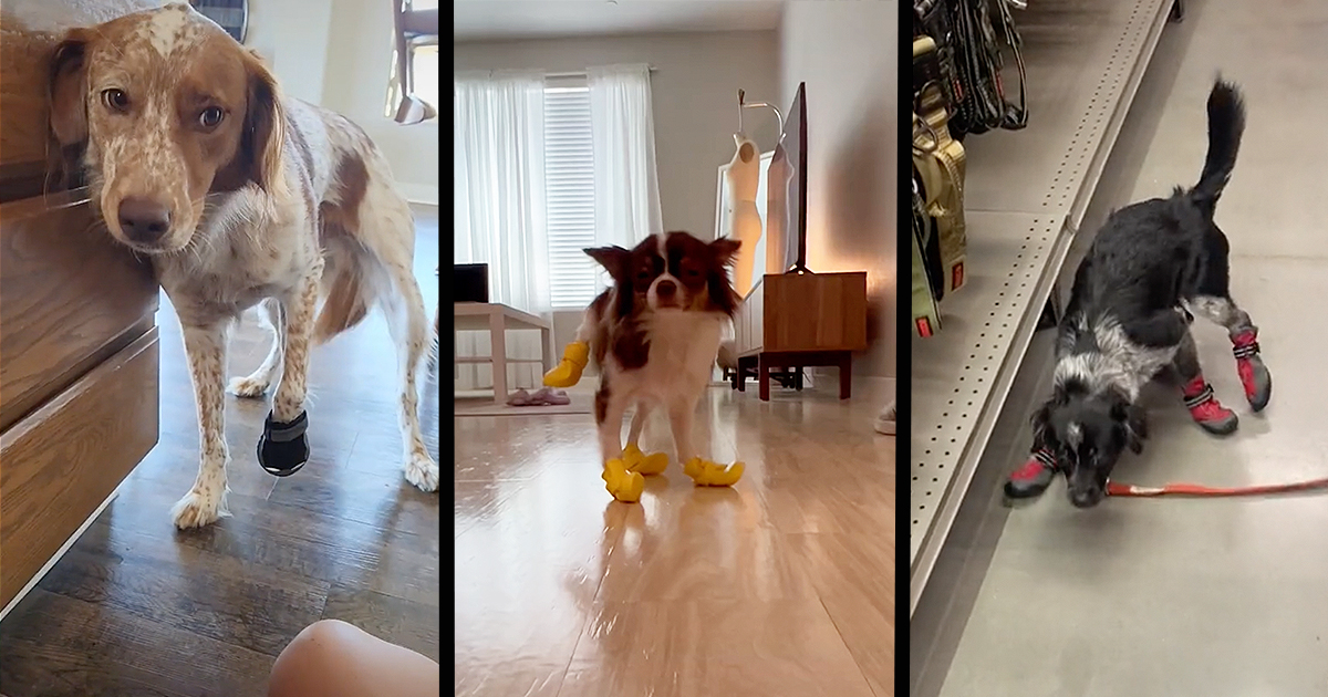 An Epically Adorable Montage of the Cutest Pups Having a Ruff Time