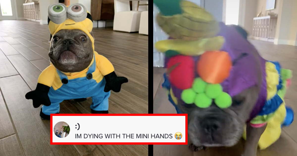 Paralyzed French Bulldog Steals the Show for Halloween, Becoming the Cutest  Minion in a Wheelchair That the World Has Ever Seen - Animal Comedy - Animal  Comedy, funny animals, animal gifs