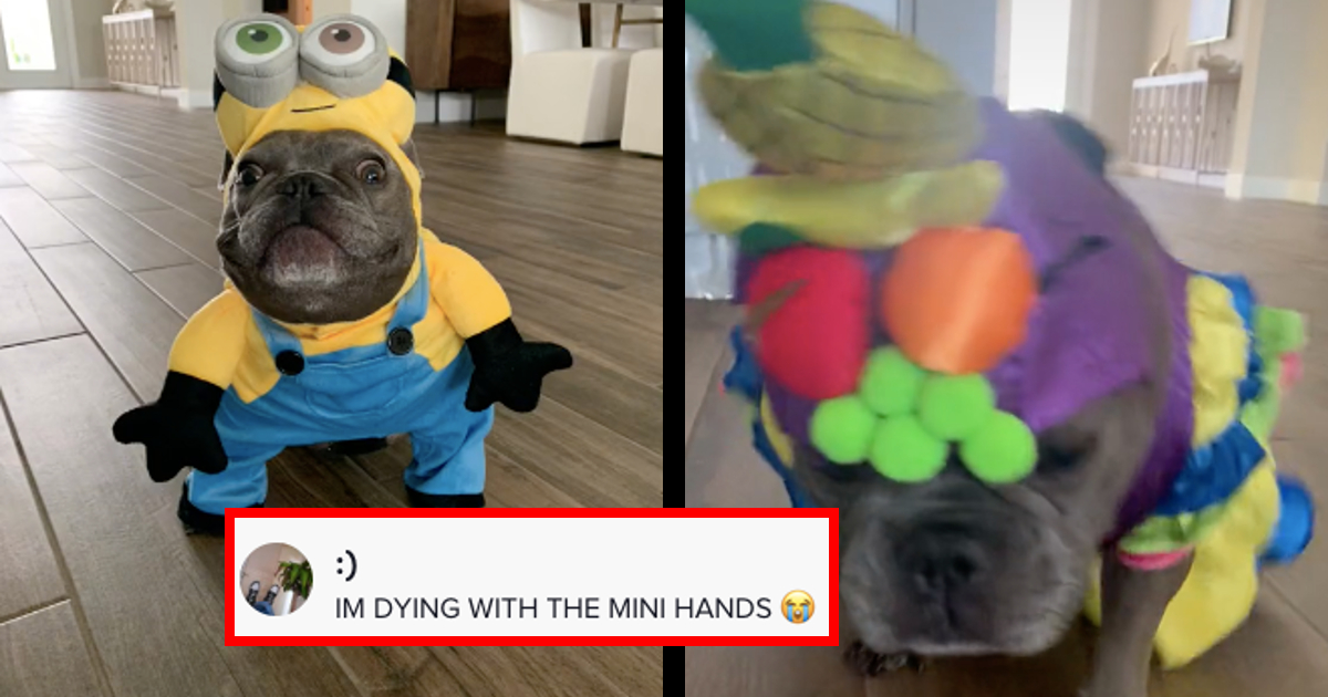 minion animated dogs