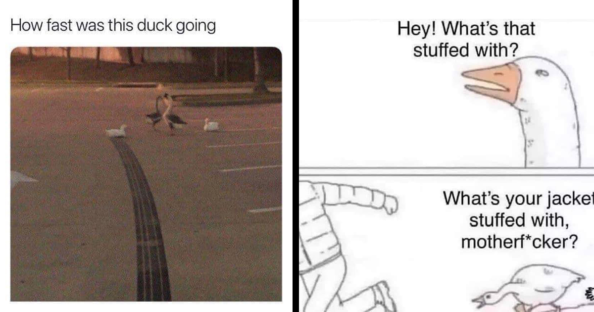 Delightfully Dumb Duck  Goose Memes That Quacked Us Up - Animal Comedy -  Animal Comedy funny animals animal gifs