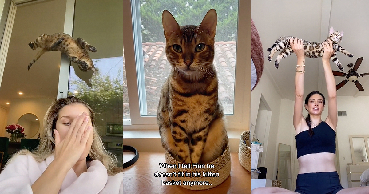 Funny bengal cat videos sale